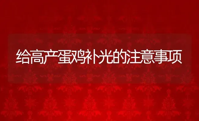 给高产蛋鸡补光的注意事项 | 动物养殖教程