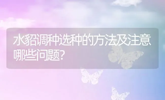 水貂调种选种的方法及注意哪些问题？ | 动物养殖百科