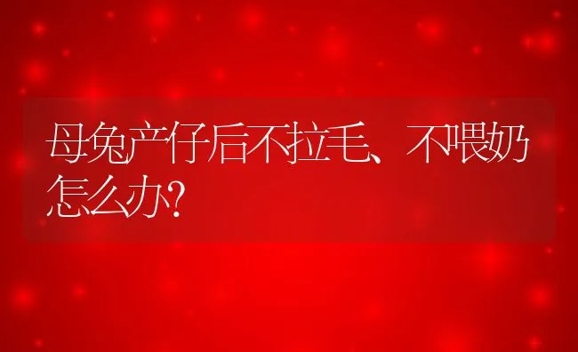 母兔产仔后不拉毛、不喂奶怎么办？ | 动物养殖学堂