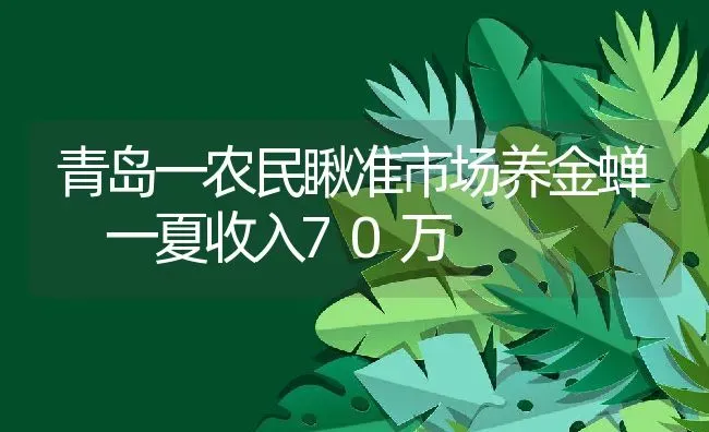 青岛一农民瞅准市场养金蝉 一夏收入70万 | 动物养殖教程