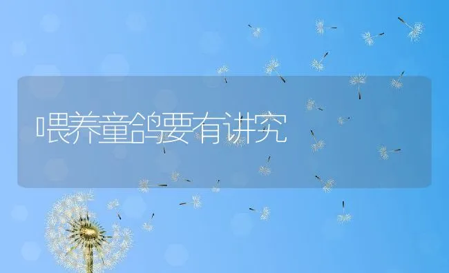 喂养童鸽要有讲究 | 水产养殖知识