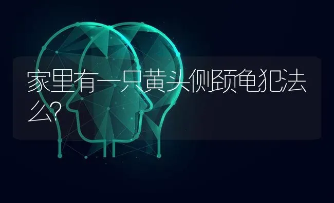 家里有一只黄头侧颈龟犯法么？ | 动物养殖问答