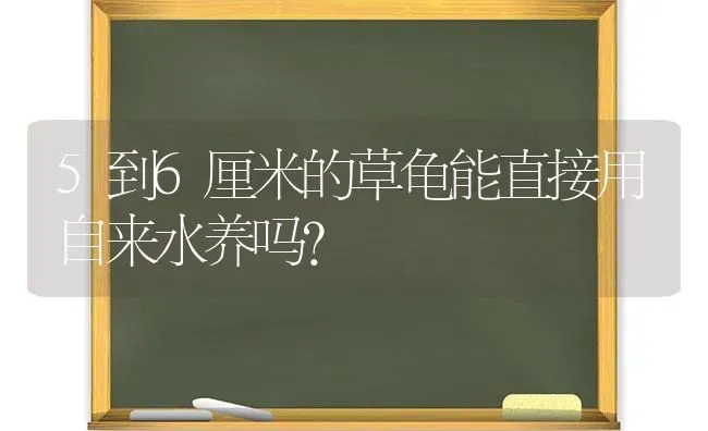 5到6厘米的草龟能直接用自来水养吗？ | 动物养殖问答