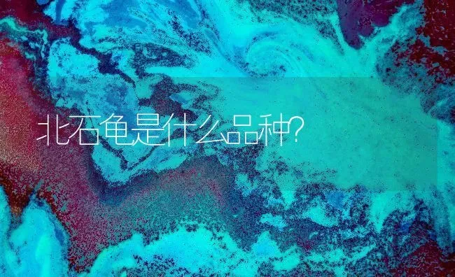 北石龟是什么品种？ | 动物养殖问答