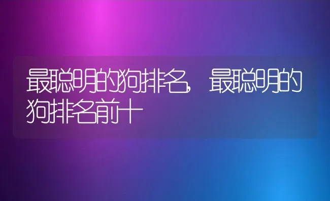 最聪明的狗排名,最聪明的狗排名前十 | 宠物百科知识