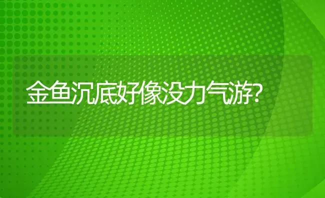 金鱼沉底好像没力气游？ | 鱼类宠物饲养