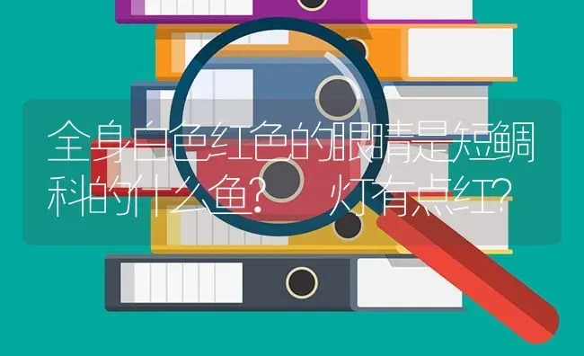 全身白色红色的眼睛是短鲷科的什么鱼? 灯有点红？ | 鱼类宠物饲养
