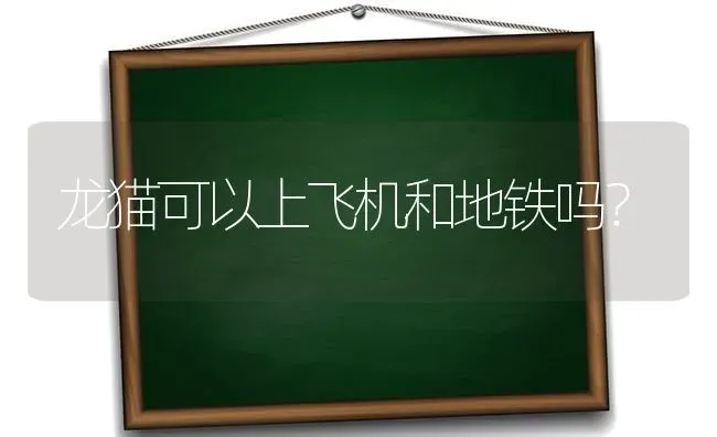 龙猫可以上飞机和地铁吗？ | 动物养殖问答