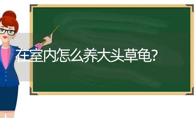 在室内怎么养大头草龟？ | 动物养殖问答