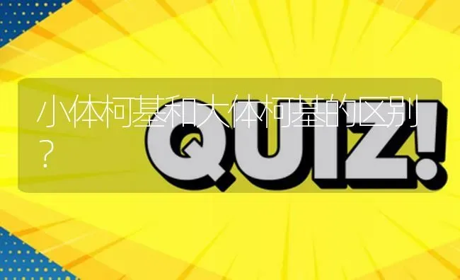 小体柯基和大体柯基的区别？ | 动物养殖问答