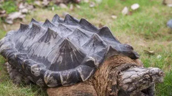 鳄鱼龟的养殖方法，勤换水，水位不用过高