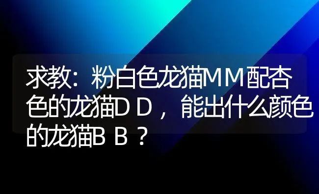 求教：粉白色龙猫MM配杏色的龙猫DD，能出什么颜色的龙猫BB？ | 动物养殖问答