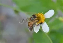 蜜蜂花粉中毒的救护