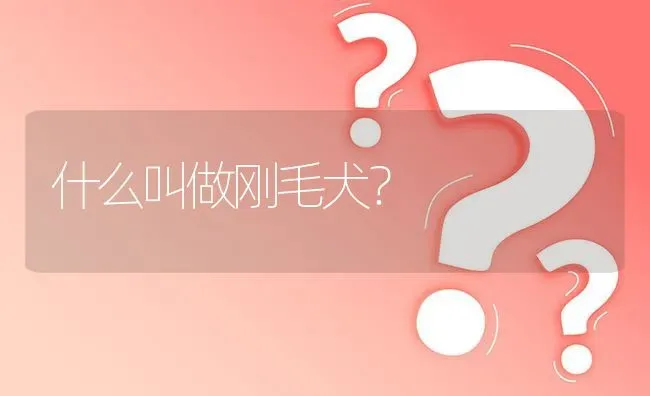 什么叫做刚毛犬？ | 动物养殖问答