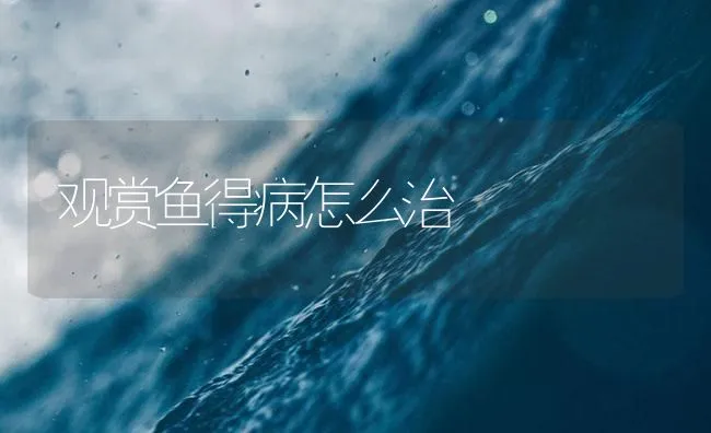 观赏鱼得病怎么治 | 海水养殖技术