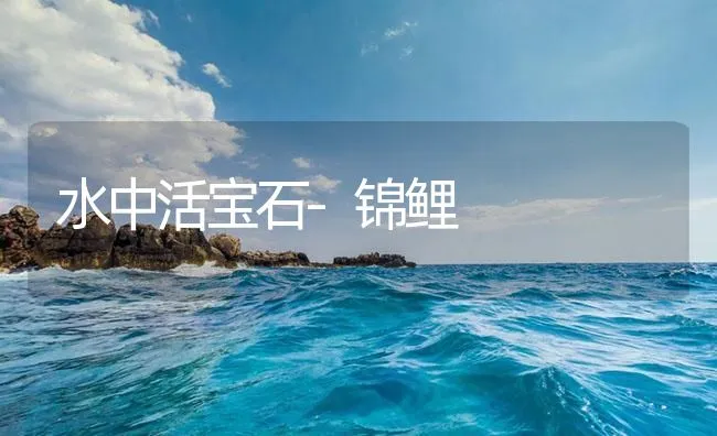 水中活宝石-锦鲤 | 海水养殖技术