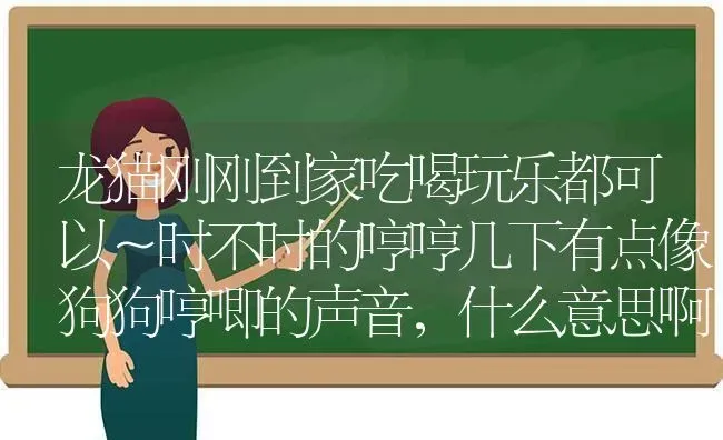 比熊养5年的真实感受？ | 动物养殖问答