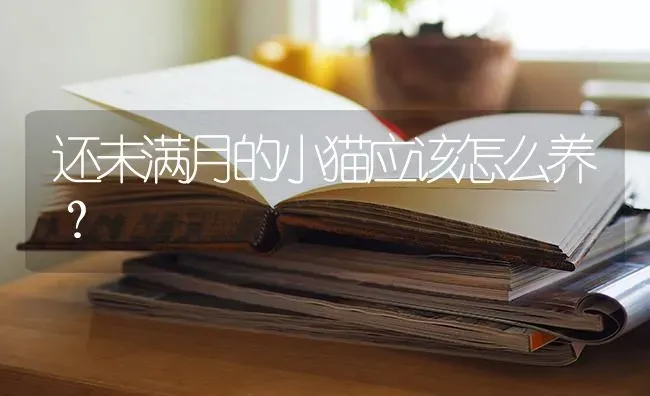 还未满月的小猫应该怎么养？ | 动物养殖问答