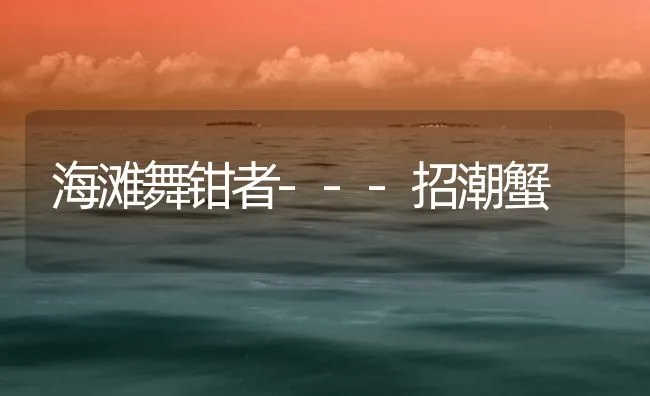 海滩舞钳者---招潮蟹 | 海水养殖技术