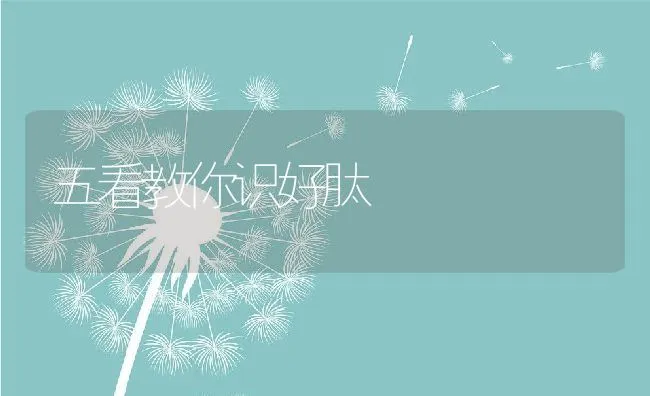 观赏鱼疾病治疗４例 | 海水养殖技术