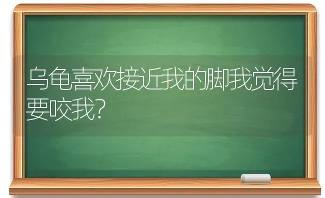 乌龟喜欢接近我的脚我觉得要咬我？ | 动物养殖问答