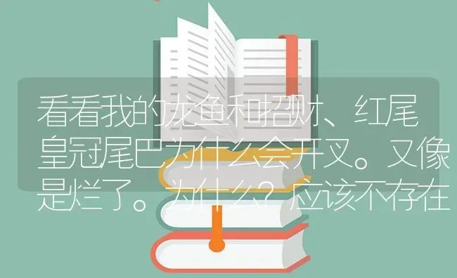 看看我的龙鱼和招财、红尾皇冠尾巴为什么会开叉。又像是烂了。为什么？应该不存在打架？ | 鱼类宠物饲养