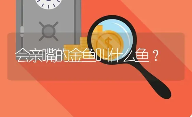 会亲嘴的金鱼叫什么鱼？ | 鱼类宠物饲养