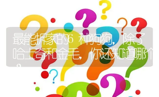 最能拆家的6种狗狗，除了哈士奇和金毛，你还知道哪个？ | 动物养殖问答