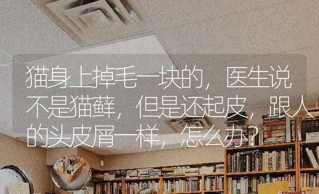 猫身上掉毛一块的，医生说不是猫藓，但是还起皮，跟人的头皮屑一样，怎么办？ | 动物养殖问答