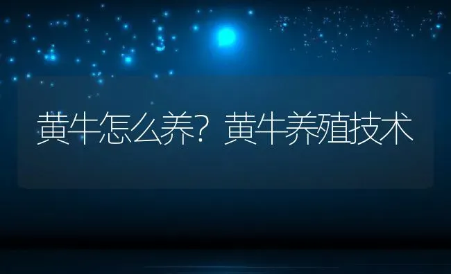 黄牛怎么养？黄牛养殖技术 | 动物养殖百科