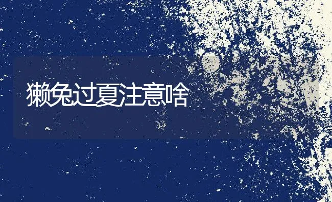 獭兔过夏注意啥 | 动物养殖饲料