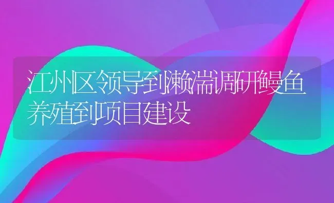 江州区领导到濑湍调研鳗鱼养殖到项目建设 | 动物养殖教程