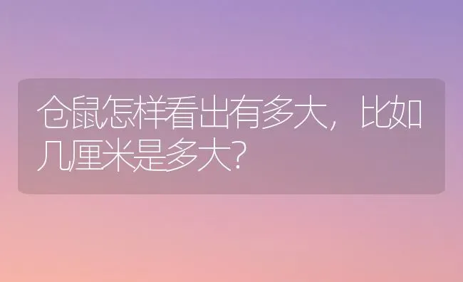 德牧大还是拉布拉多大？ | 动物养殖问答