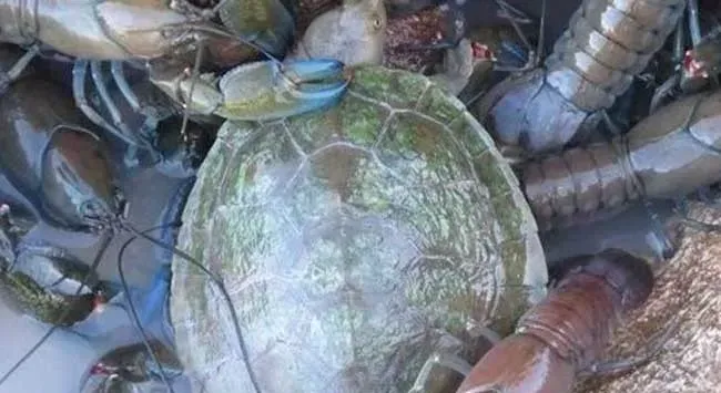 龙虾黑鳃病防治方法