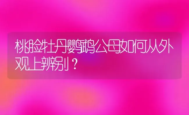 两色和三色柯基犬哪个受欢迎？ | 动物养殖问答