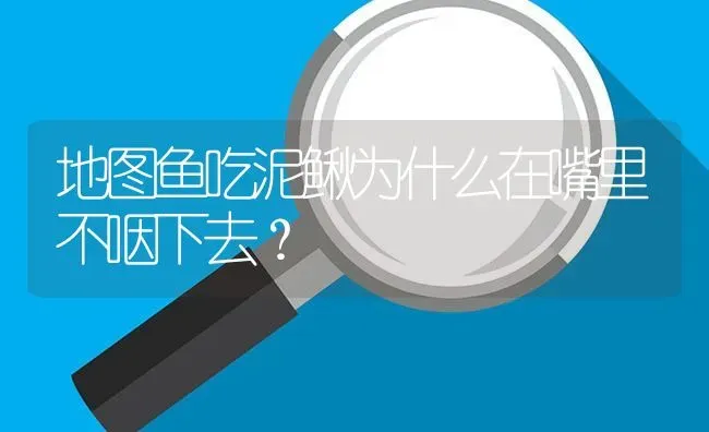 地图鱼吃泥鳅为什么在嘴里不咽下去？ | 鱼类宠物饲养