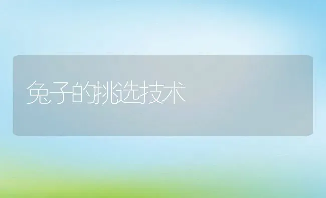 兔子的挑选技术 | 动物养殖教程