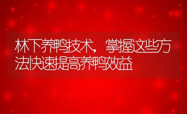 林下养鸭技术，掌握这些方法快速提高养鸭效益 | 动物养殖百科