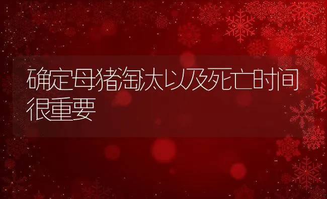 确定母猪淘汰以及死亡时间很重要 | 动物养殖学堂