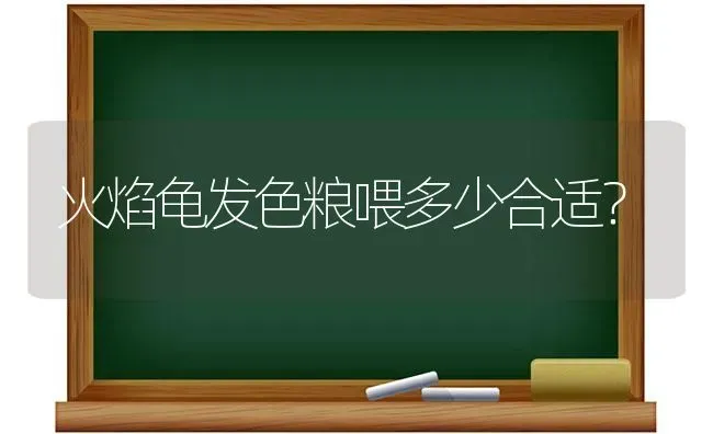 火焰龟发色粮喂多少合适？ | 动物养殖问答