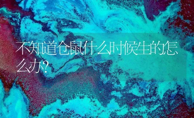 不知道仓鼠什么时候生的怎么办？ | 动物养殖问答