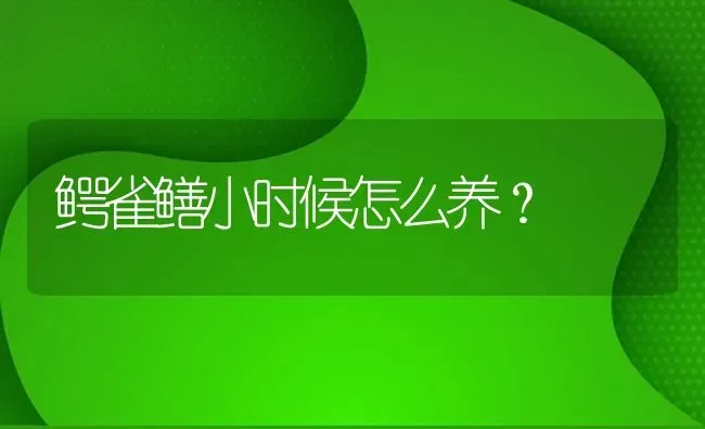 鳄雀鳝小时候怎么养？ | 鱼类宠物饲养