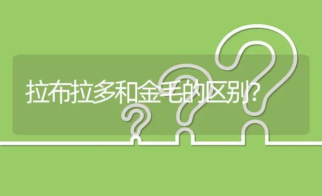 拉布拉多和金毛的区别？ | 动物养殖问答