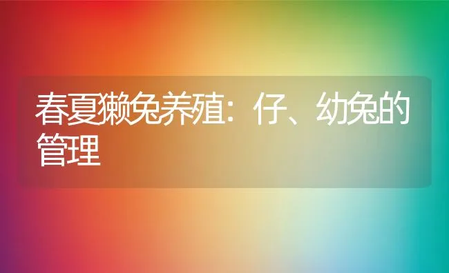 春夏獭兔养殖：仔、幼兔的管理 | 动物养殖学堂