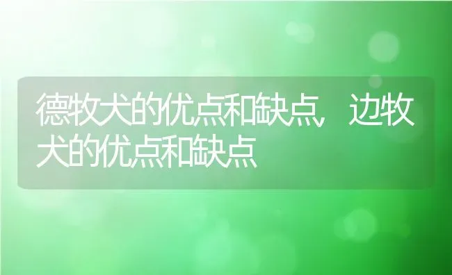 德牧犬的优点和缺点,边牧犬的优点和缺点 | 宠物百科知识