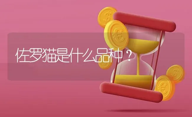 佐罗猫是什么品种？ | 动物养殖问答