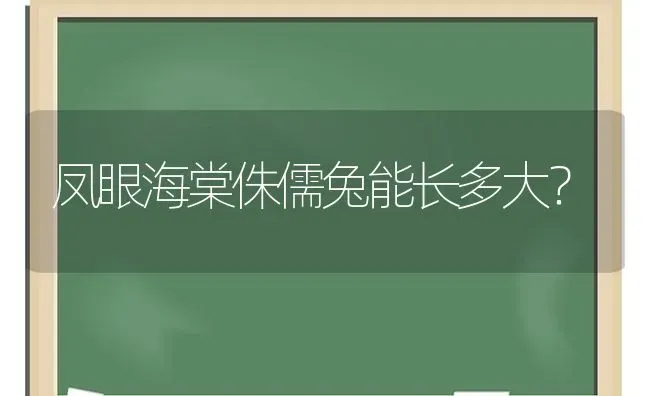 凤眼海棠侏儒兔能长多大？ | 动物养殖问答