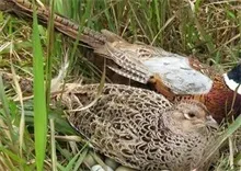 野鸡细菌性疾病预防和治疗