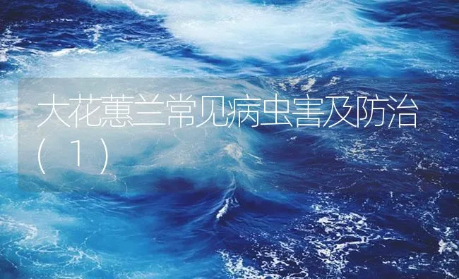 大花蕙兰常见病虫害及防治(1) | 海水养殖技术