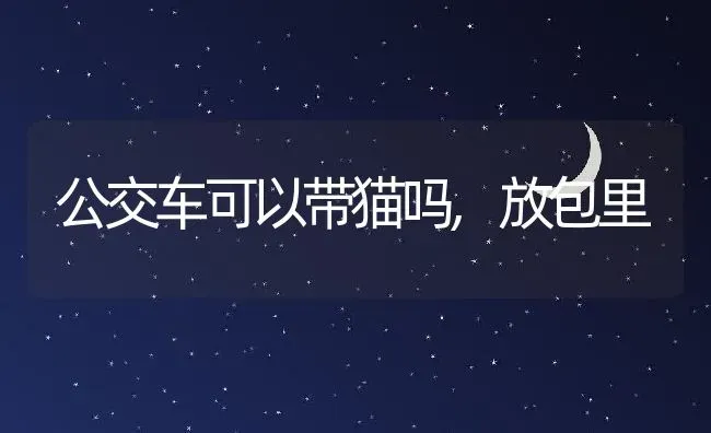 公交车可以带猫吗,放包里 | 宠物百科知识